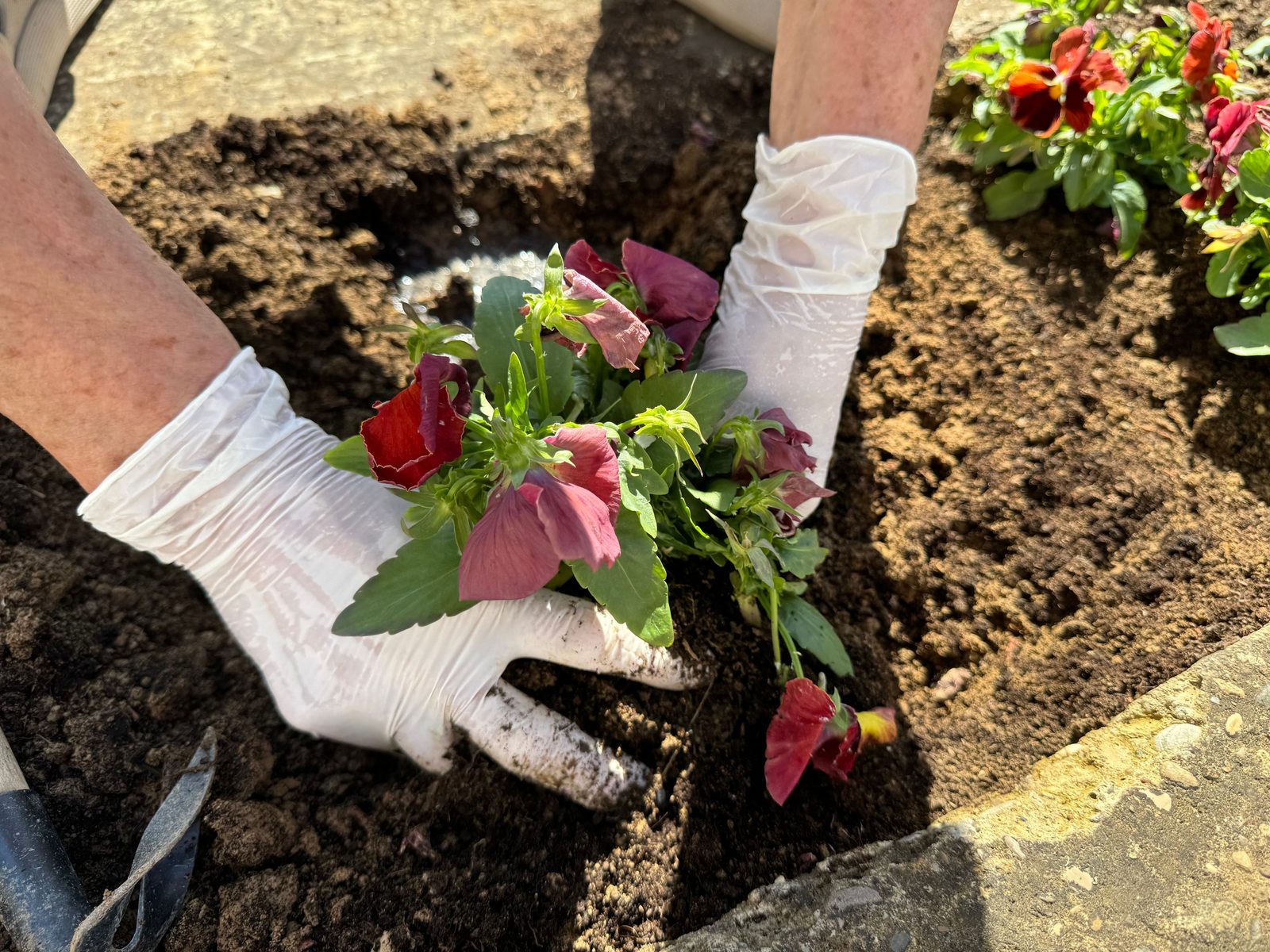 Plantation de fleurs et massifs