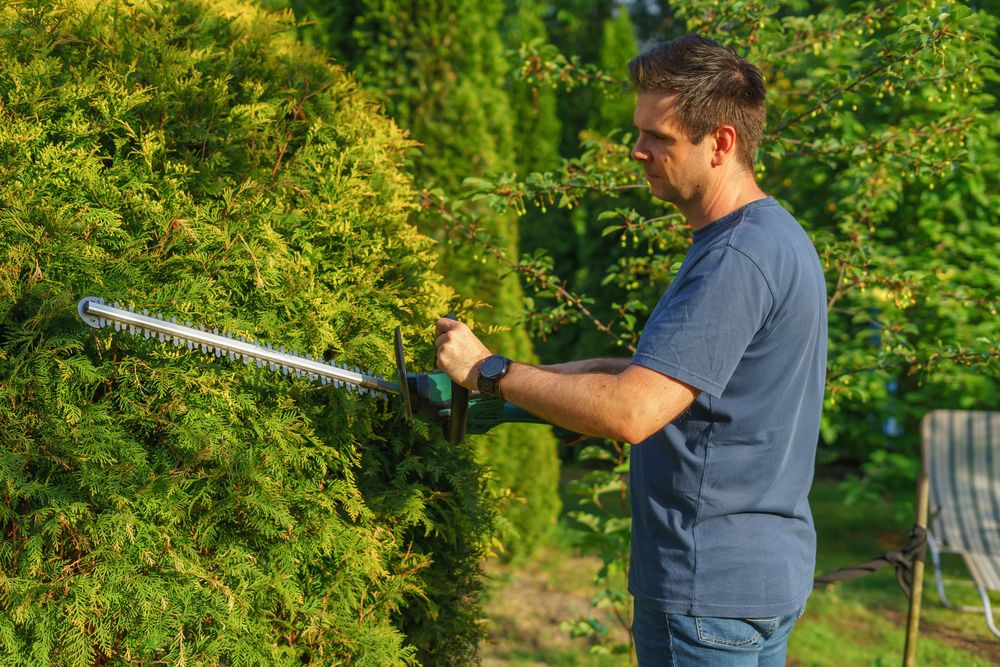 Jardinier taillant une haie au taille-haie électrique
